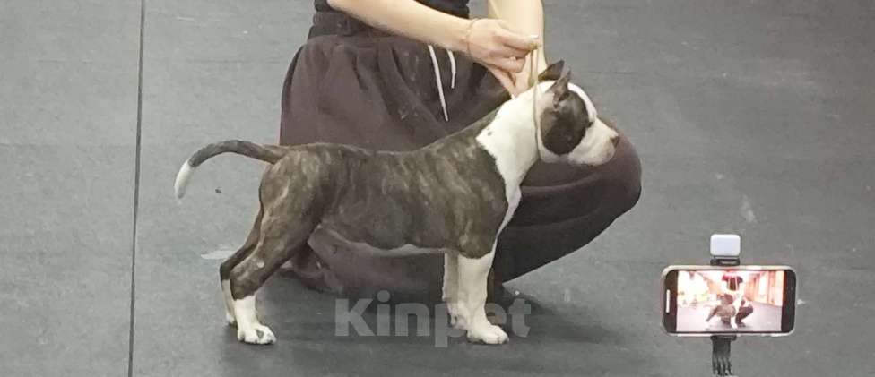 Собаки в Москве: Яркий уютный Сахарок для самого любящего сердца. Мальчик, 110 000 руб. - фото 3