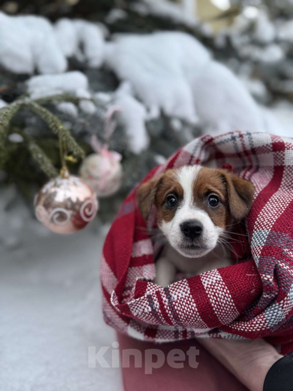 Собаки в Екатеринбурге: Породистый щенок Джек рассел терьер  Мальчик, 45 000 руб. - фото 1