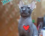 Кошки в Туймазы: Вязка Мальчик, 1 500 руб. - фото 1
