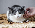 Кошки в Новохоперске: кошки, 20 руб. - фото 2