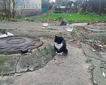 Кошки в Скопине: Бездомные котята, Бесплатно - фото 1