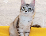 Кошки в Астрахани: Котята мейн-куны от чемпиона Мальчик, 30 000 руб. - фото 8
