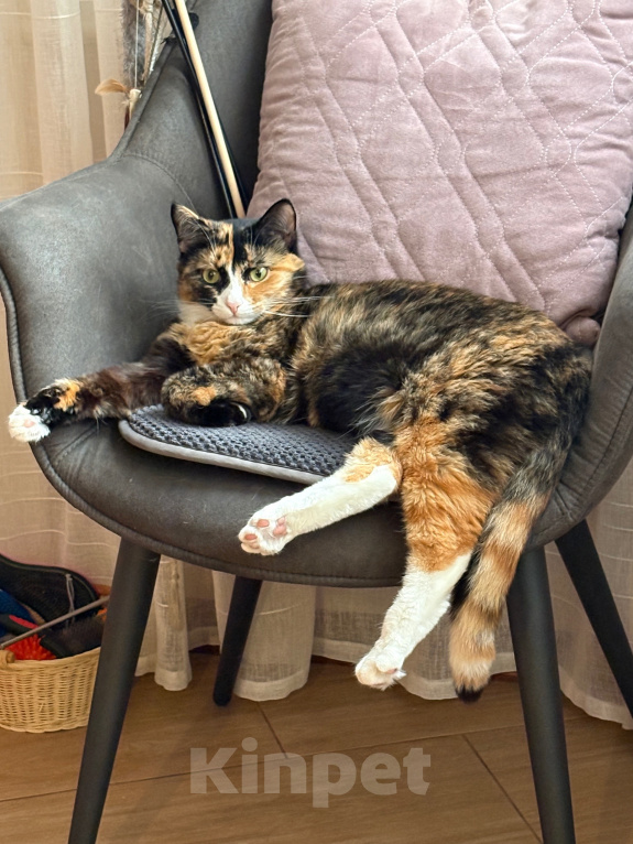 Кошки в Москве: Кошка Яшма Девочка, Бесплатно - фото 2