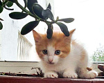 Кошки в Москве: Котенок в добрые руки  Мальчик, Бесплатно - фото 4