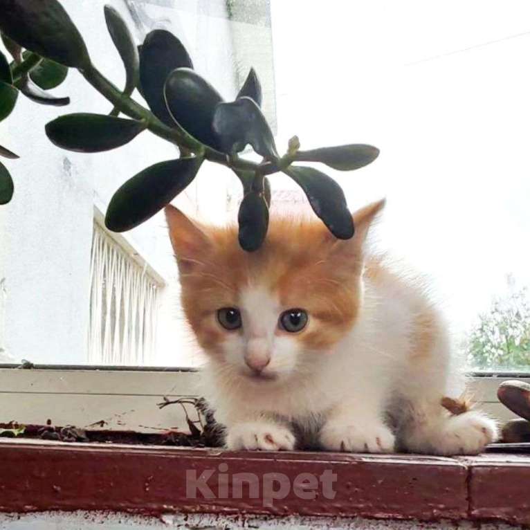 Кошки в Москве: Котенок в добрые руки  Мальчик, Бесплатно - фото 4