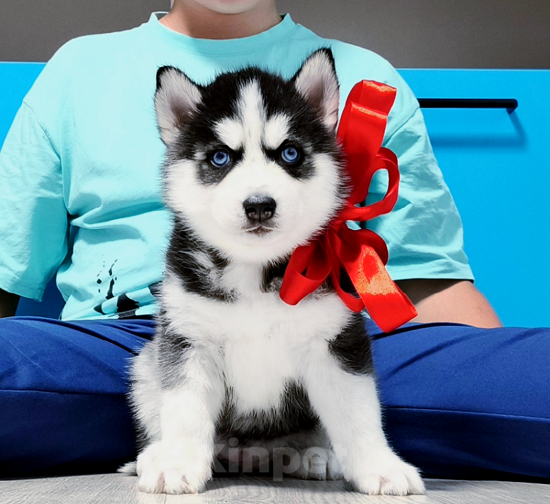 Собаки в Ковровом: Хаски Щенки Разных окрасов Разнополые, Бесплатно - фото 1