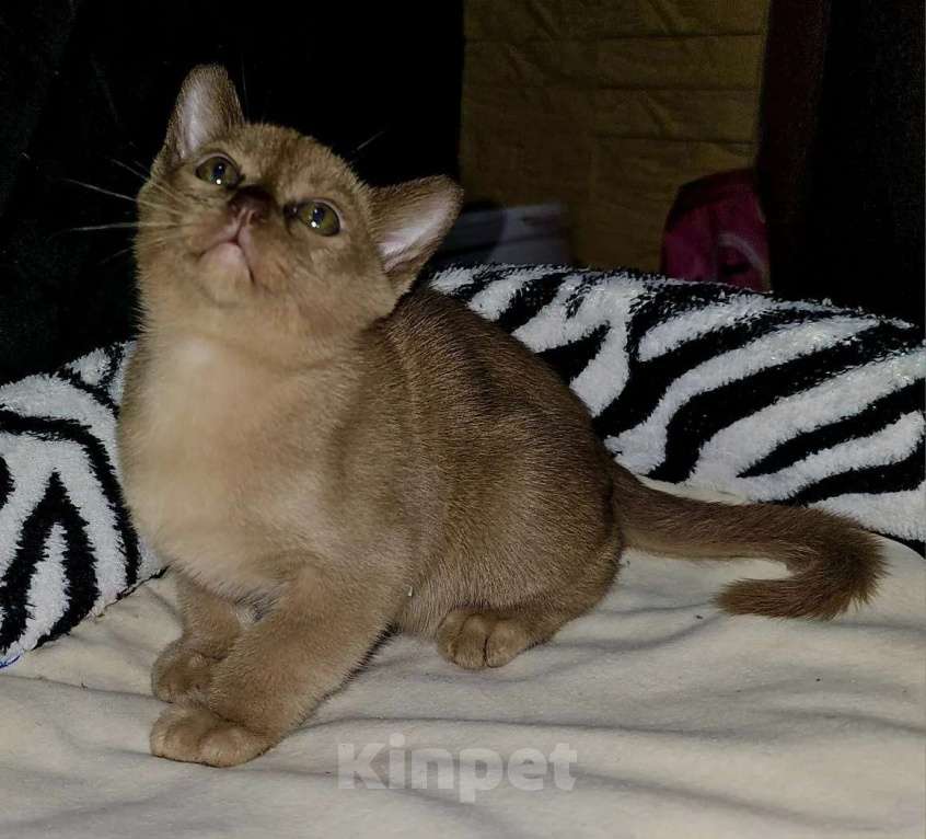 Кошки в Белгороде: Продажа Мальчик, Бесплатно - фото 9