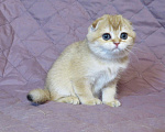 Кошки в Москве: шотландский мальчик -золотая шиншилла Мальчик, Бесплатно - фото 4