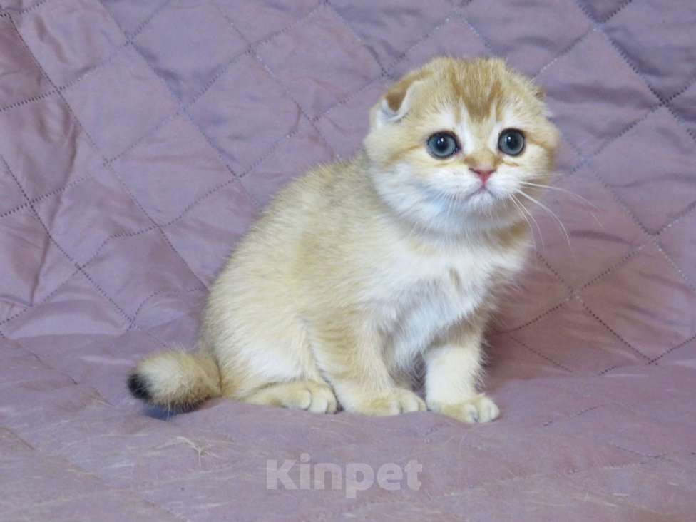 Кошки в Москве: шотландский мальчик -золотая шиншилла Мальчик, Бесплатно - фото 4
