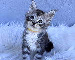 Кошки в Кудрово: Котенок мейн-кун, мальчик , шейдед линия Мальчик, Бесплатно - фото 4