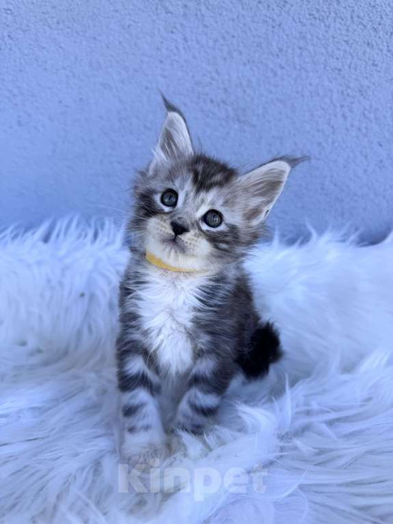 Кошки в Кудрово: Котенок мейн-кун, мальчик , шейдед линия Мальчик, Бесплатно - фото 4