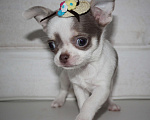 Собаки в других городах Ленинградской области: Предлагается щенок чихуахуа! Девочка, 45 000 руб. - фото 2