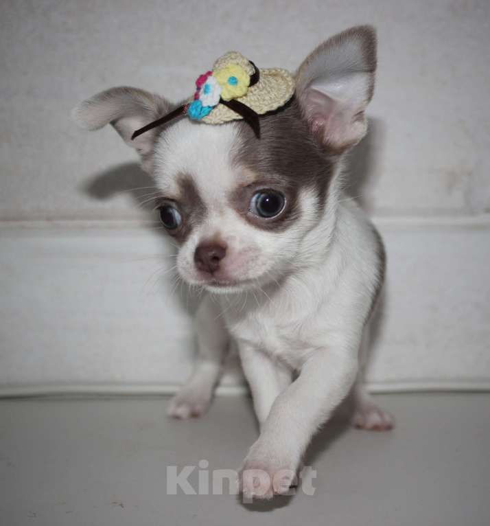 Собаки в других городах Ленинградской области: Предлагается щенок чихуахуа! Девочка, 45 000 руб. - фото 2