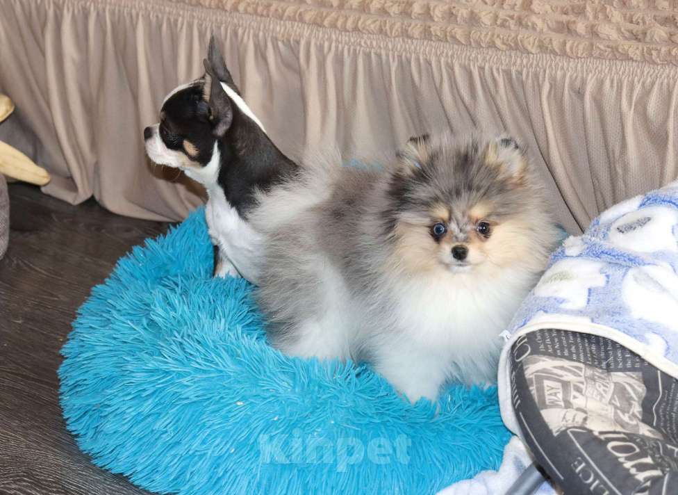 Собаки в Москве: Голубоглазый щенок шпица Мальчик, 55 000 руб. - фото 2