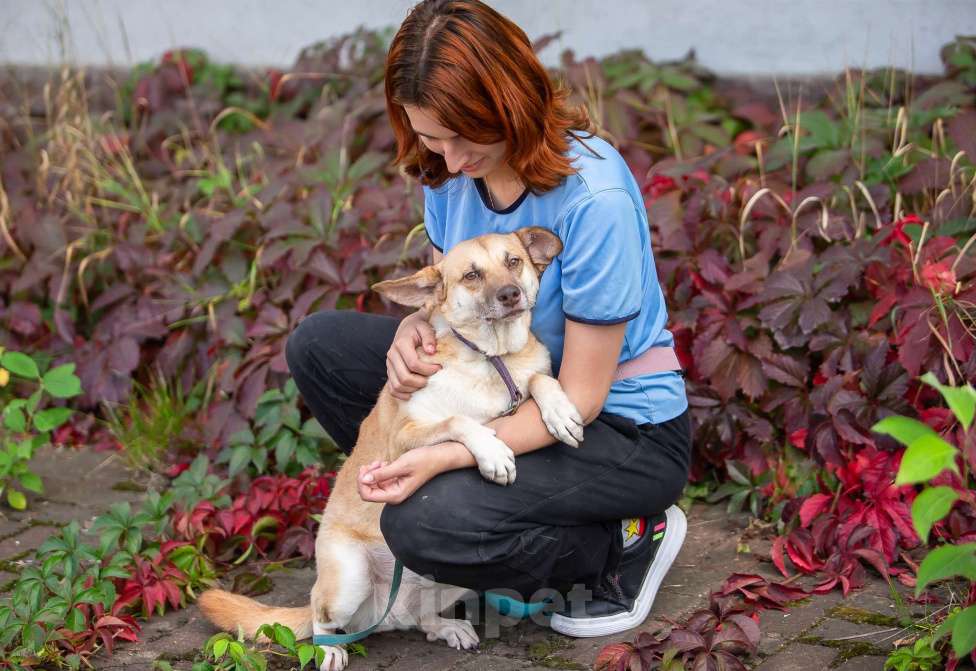 Собаки в Москве: Домашняя собака в поисках своей семьи Девочка, Бесплатно - фото 4