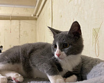 Кошки в Долгопрудном: Котенок в добрые руки Мальчик, Бесплатно - фото 3