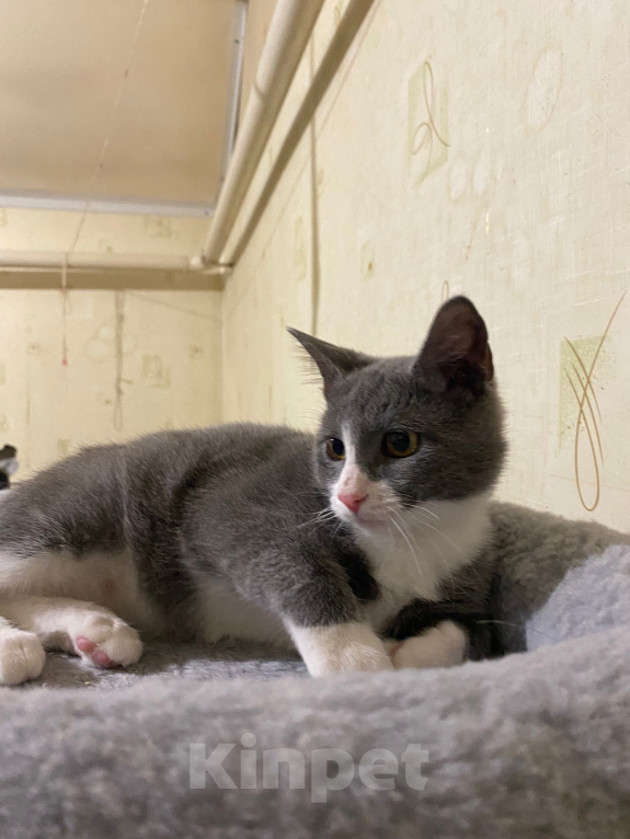 Кошки в Долгопрудном: Котенок в добрые руки Мальчик, Бесплатно - фото 3