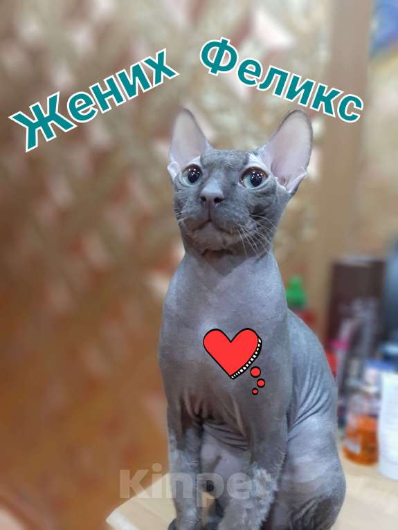 Кошки в Туймазы: Вязка Мальчик, 1 500 руб. - фото 1