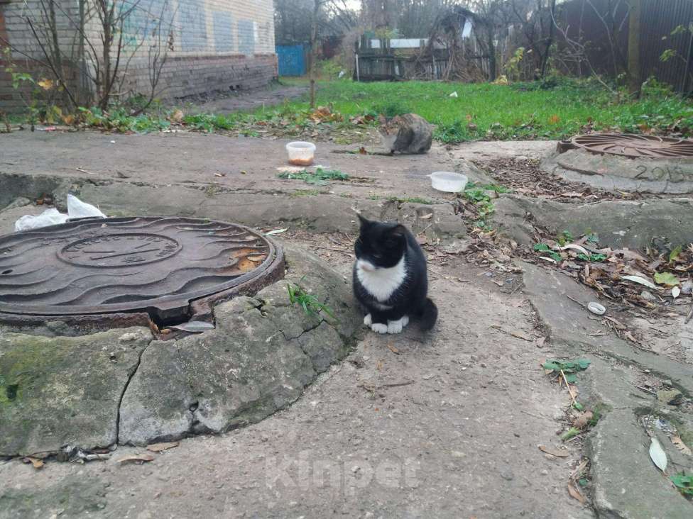 Кошки в Скопине: Бездомные котята, Бесплатно - фото 1