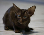 Кошки в Подольске: Котята Ориенталы Мальчик, Бесплатно - фото 8