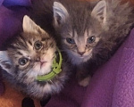 Кошки в Томске: Котёнок в добрые руки Девочка, Бесплатно - фото 1