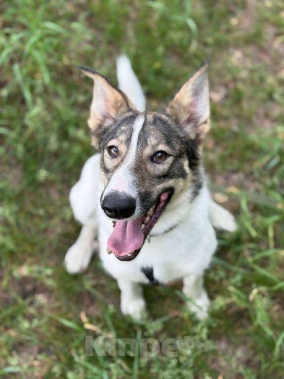Собаки в Москве: Сильвия Девочка, Бесплатно - фото 5