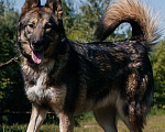 Собаки в Химках: Активная красотка Девочка, Бесплатно - фото 1