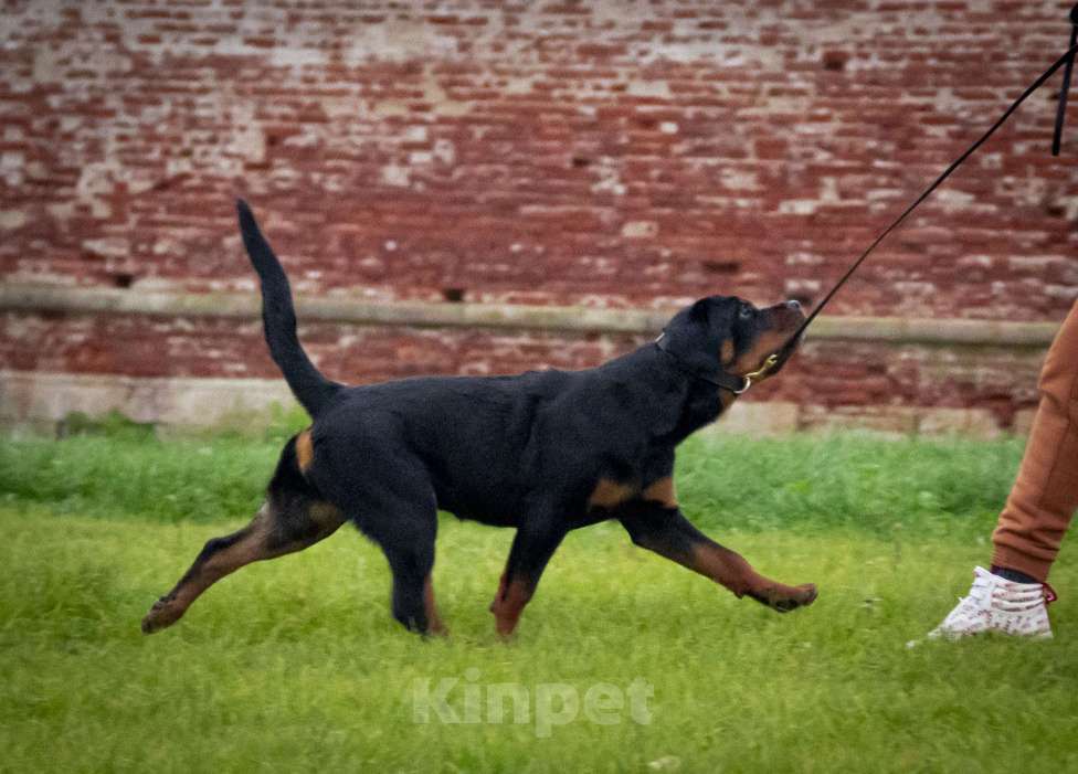 Собаки в Смоленске: Звезда Давида Броня Девочка, 120 000 руб. - фото 2