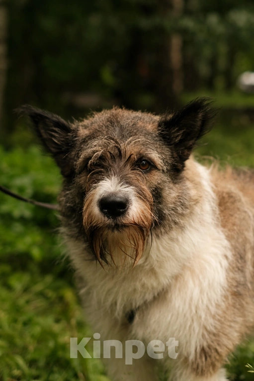 Собаки в Санкт-Петербурге: Элис из приюта в добрые руки Девочка, Бесплатно - фото 9