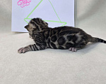 Кошки в Ростове-на-Дону: Бенгальский котенок Девочка, 60 000 руб. - фото 7