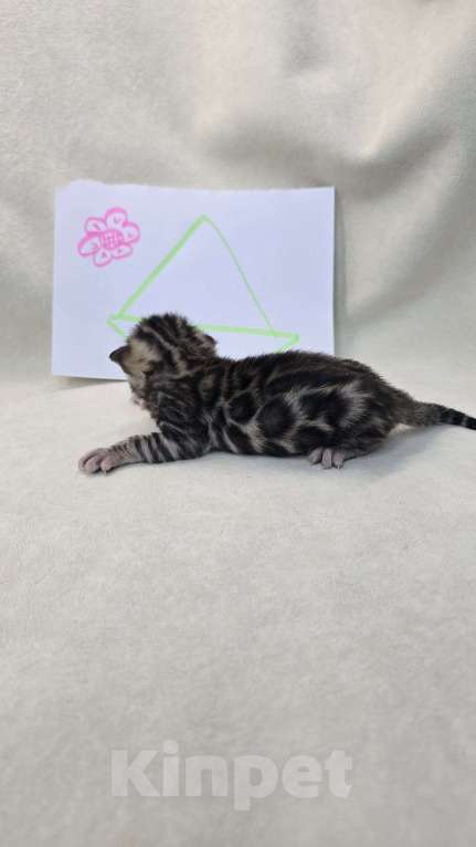 Кошки в Ростове-на-Дону: Бенгальский котенок Девочка, 60 000 руб. - фото 7