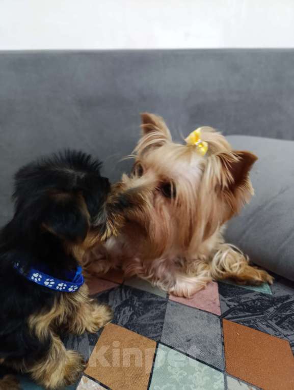 Собаки в Краснодаре: Щенки йоркшистого ьерьера Мальчик, 17 000 руб. - фото 5