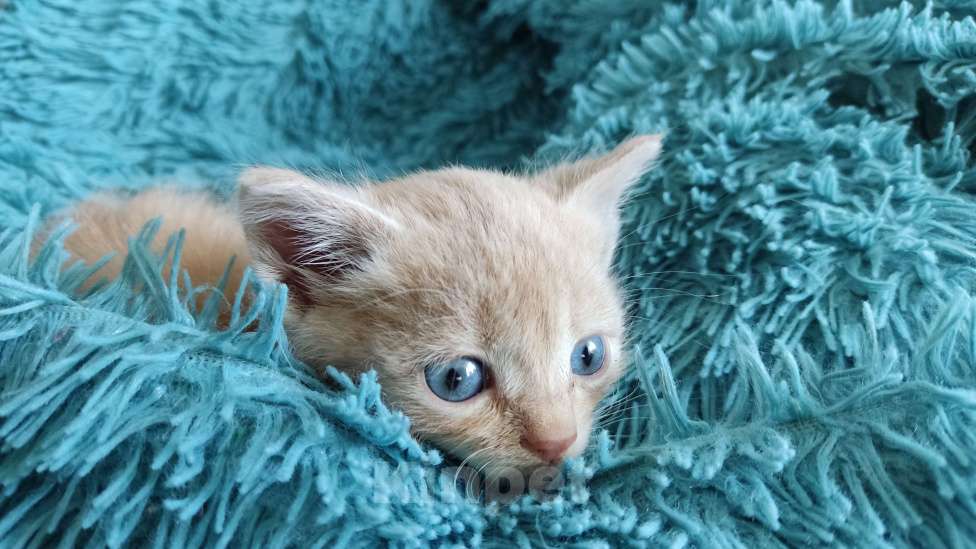 Кошки в Белгороде: Уличный котёнок  Мальчик, Бесплатно - фото 3