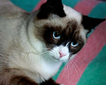 Кошки в Москве: Роскошный тайский котенок Эдвард в добрые руки Мальчик, 1 руб. - фото 3