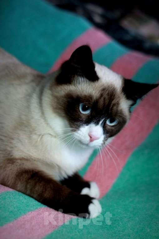 Кошки в Москве: Роскошный тайский котенок Эдвард в добрые руки Мальчик, 1 руб. - фото 3