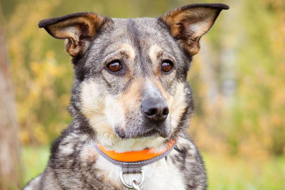 Собаки в Москве: Особенная девочка ищет дом Девочка, Бесплатно - фото 10