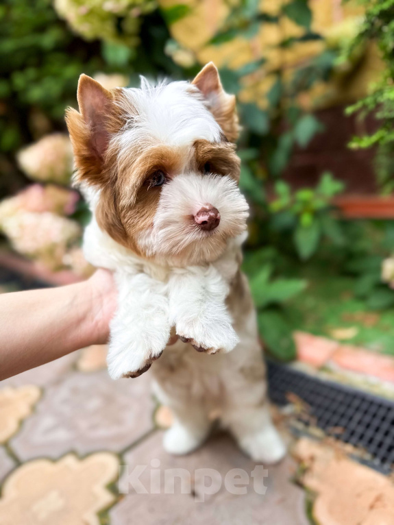 Собаки в Москве: Эксклюзивная голубоглазая красотка Девочка, Бесплатно - фото 3
