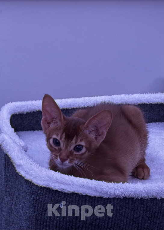 Кошки в других городах Московской области: 💥Продается котенок ( Окрaс сорpель ). Мальчик, 40 000 руб. - фото 5