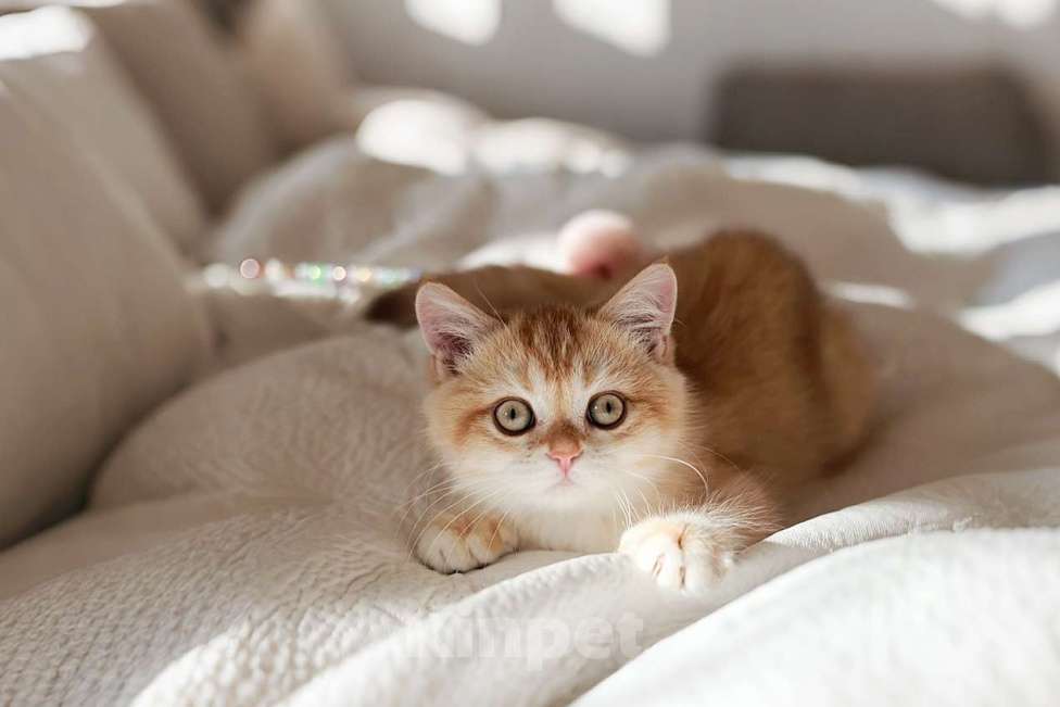 Кошки в Москве: Девочка шоколадное золото  Девочка, 100 000 руб. - фото 9