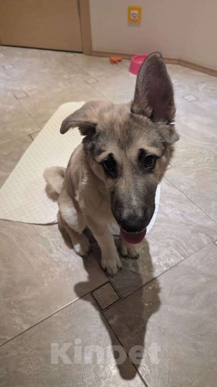 Собаки в Санкт-Петербурге: Дворинин овчарка Графи Мальчик, Бесплатно - фото 5