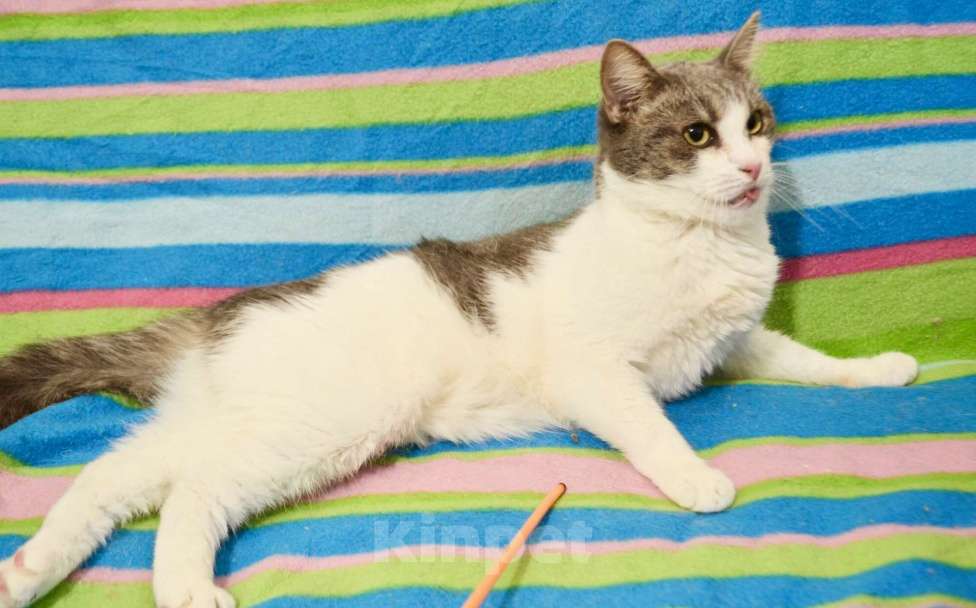 Кошки в Москве: Миссис Марпл. Кошка со страшной судьбой в добрые руки Девочка, Бесплатно - фото 5