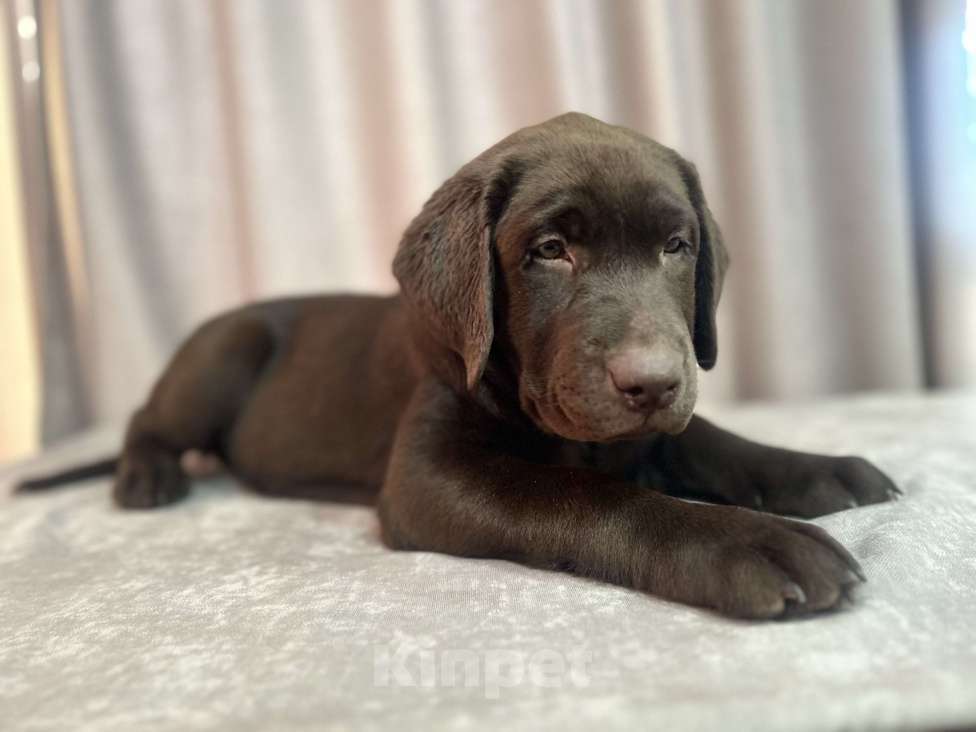 Собаки в Ярославле: Лабрадор ретривер щенок Девочка, 50 000 руб. - фото 3