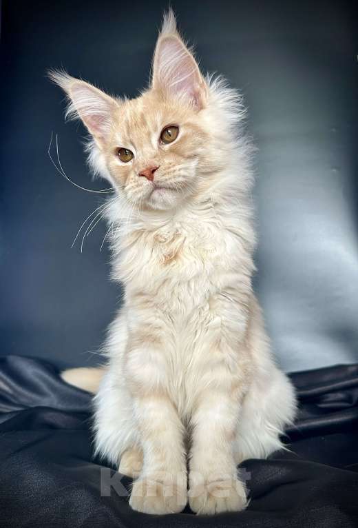 Кошки в Санкт-Петербурге: Мейн-кун котенок из питомника Мальчик, 60 000 руб. - фото 4