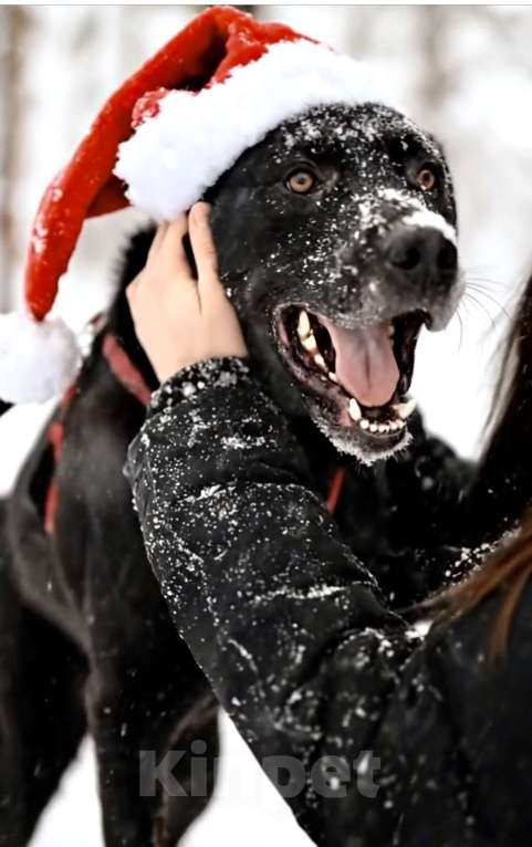 Собаки в Москве: Чудесный Мартин ищет лучшую семью Мальчик, 100 руб. - фото 6