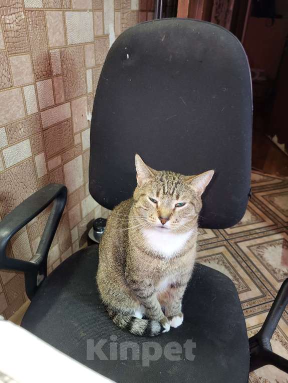 Кошки в Москве: Потерялся кот по кличке Сэм Мальчик, 10 000 руб. - фото 4