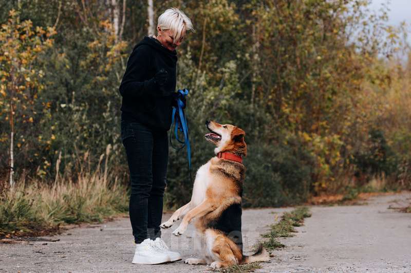 Собаки в Москве: Брошенная плохими хозяевами умница Сима ищет дом Девочка, 1 руб. - фото 2
