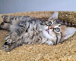 Кошки в Москве: Пушистый котёнок в добрые руки Мальчик, Бесплатно - фото 3