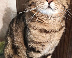 Кошки в Долгопрудном: Скоттиш фолд мраморный коричневый Аллен  Мальчик, 600 руб. - фото 3