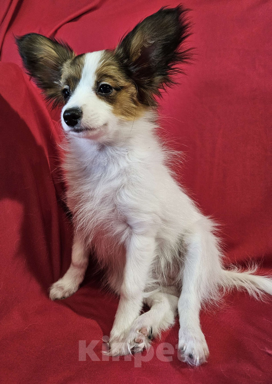 Собаки в Мытищах: ЩЕНОК ПАПИЙОНА Девочка, 80 000 руб. - фото 1