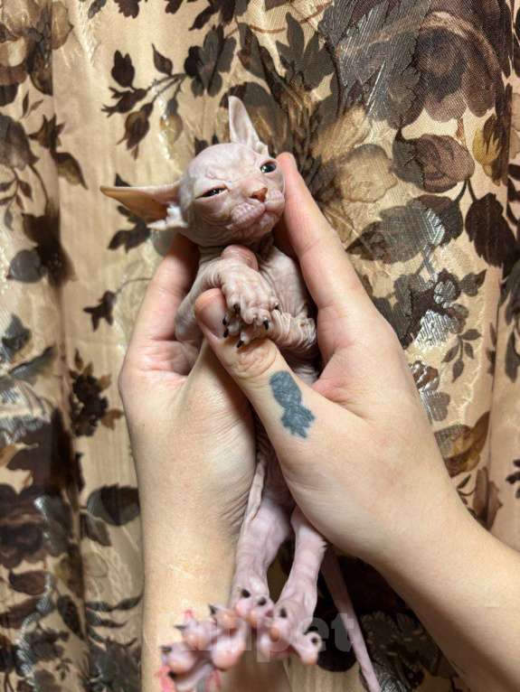 Кошки в Санкт-Петербурге: Котенок донского сфинкса Девочка, 15 000 руб. - фото 1